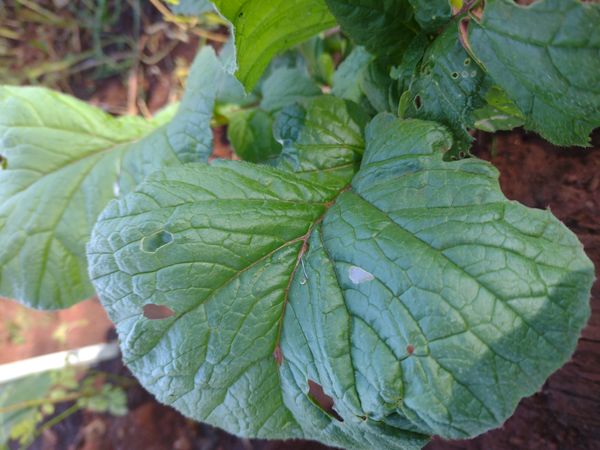 Identificação da planta Nabo-bravo por foto