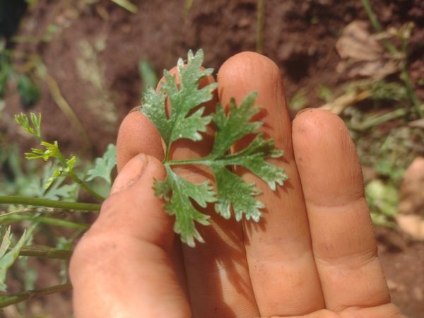 Identificação da planta Cicuta-falsa por foto