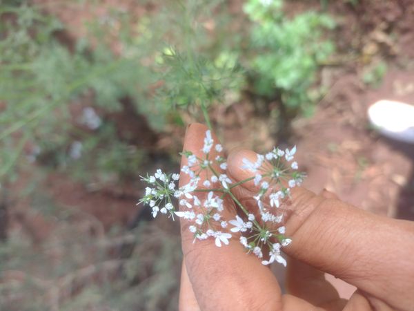 Identificação da planta Coentro por foto