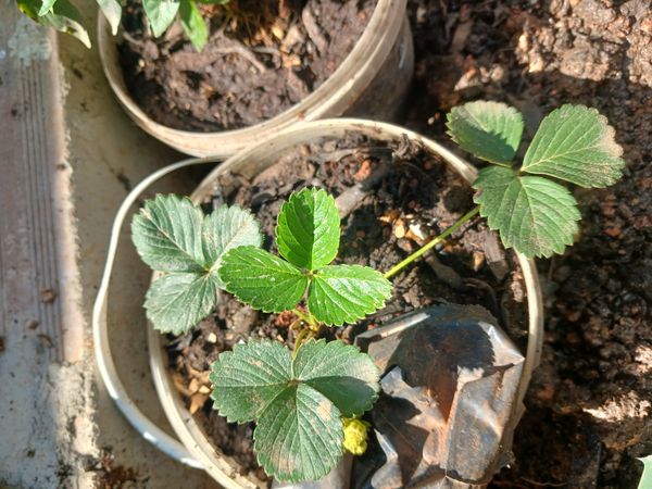 Identificação da planta morangueiro por foto