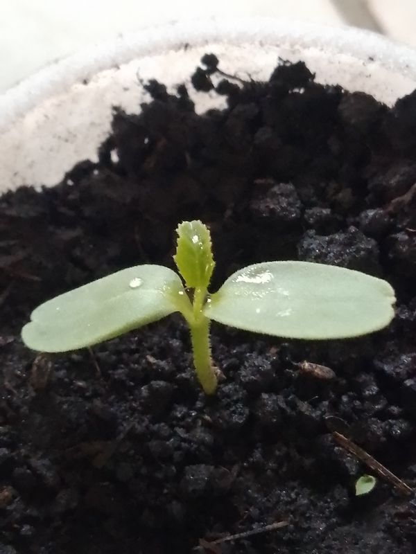 Identificação da planta Pepino por foto