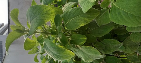 Identificação da planta Boldo por foto