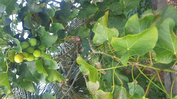 Identificação da planta Pinhão-bravo por foto