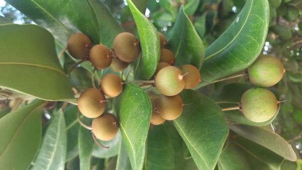 Identificação da planta Abricó-de-praia por foto