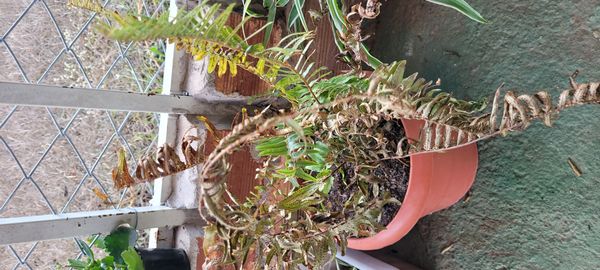 Identificação da planta Samambaia americana por foto