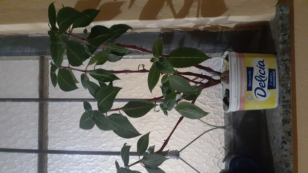 Identificação da planta Maria-sem-vergonha por foto