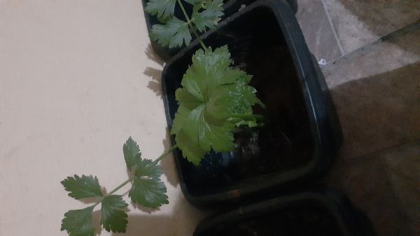 Identificação da planta Aipo por foto