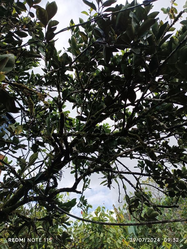 Identificação da planta Capororoca por foto