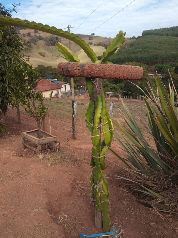 Identificação da planta Pitaia por foto