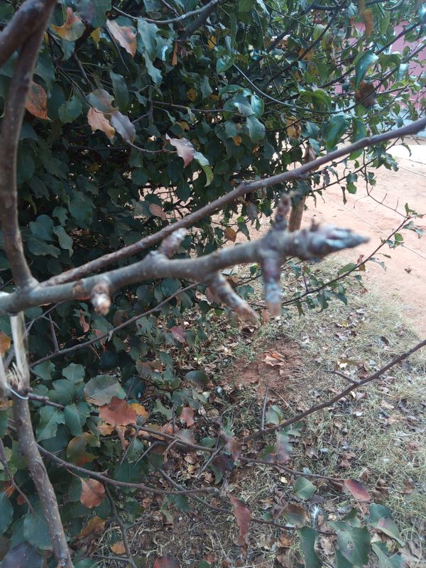 Identificação da planta Pera-do-campo por foto