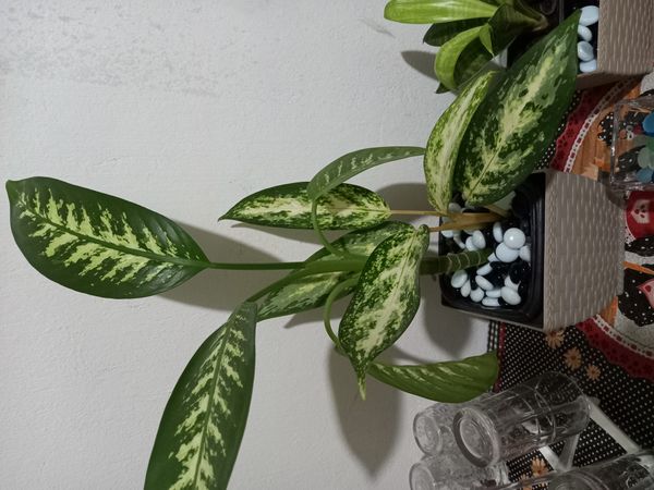 Identificação da planta Comigo-ninguém-pode por foto