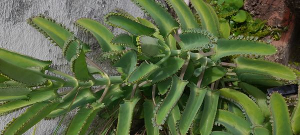 Identificação da planta Mãe de mil por foto