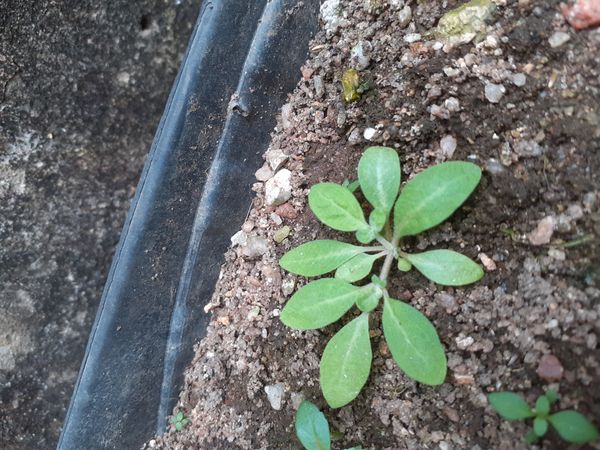 Identificação da planta Petunia por foto