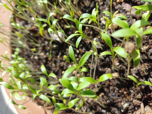 Identificação da planta Agrião por foto