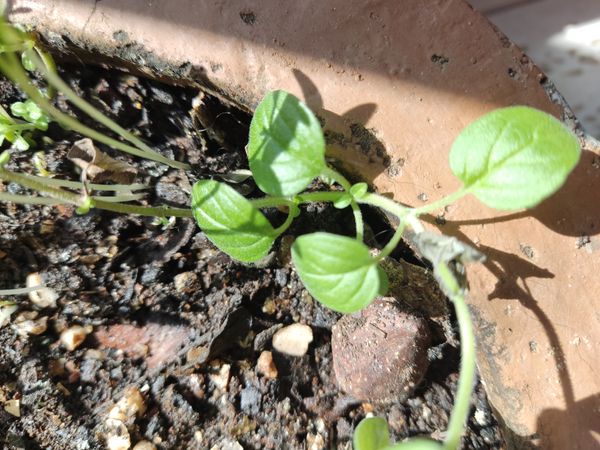 Identificação da planta Manjerona por foto
