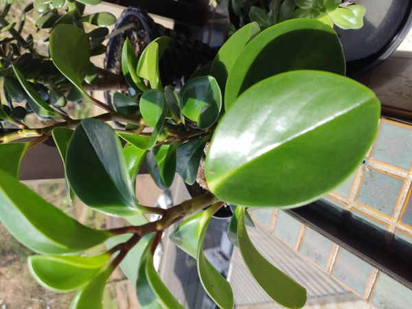 Identificação da planta Peperomia limão por foto