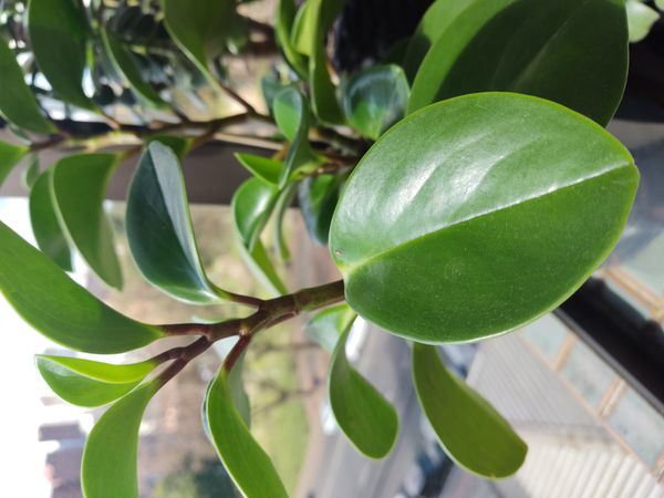 Identificação da planta Peperomia limão por foto