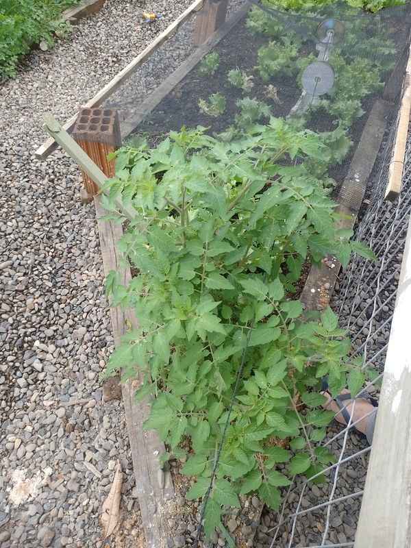 Identificação da planta Tomate cereja por foto