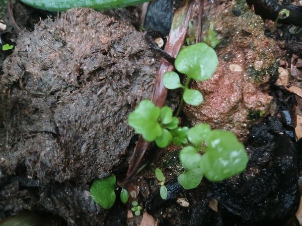 Identificação da planta Quebra-pedra por foto
