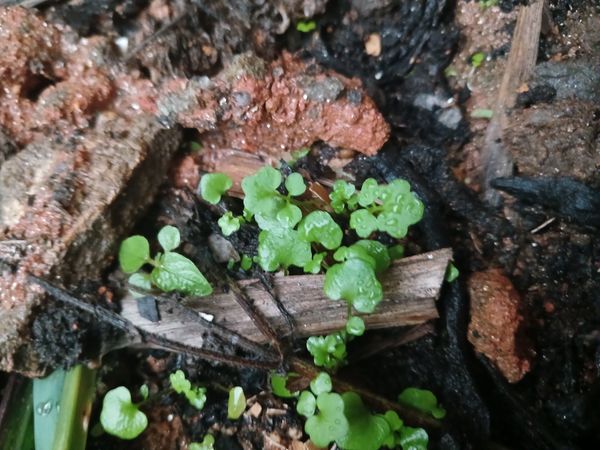 Identificação da planta Mastruço por foto