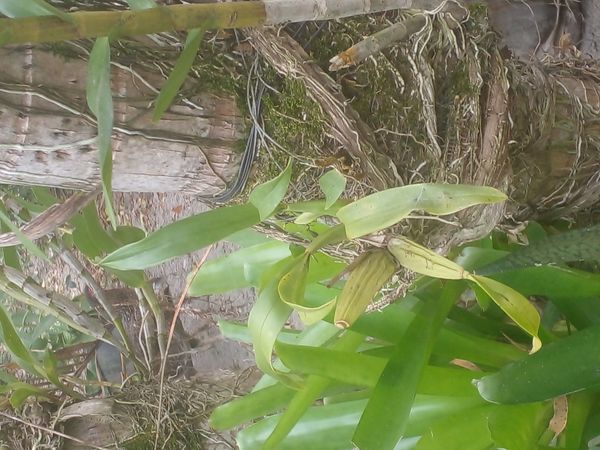 Identificação da planta Cafuné por foto