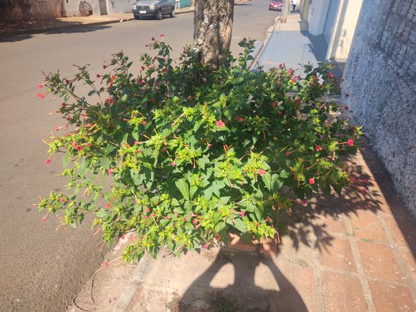Identificação da planta Boa-noite por foto