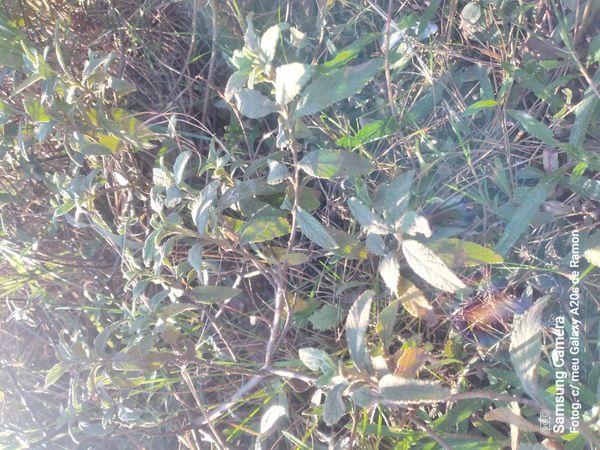 Identificação da planta Erva baleeira por foto
