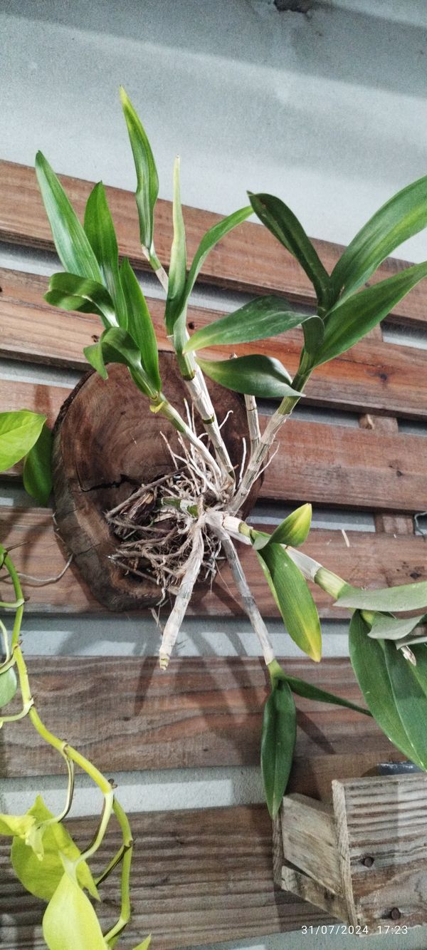 Identificação da planta Orquídea bambu por foto