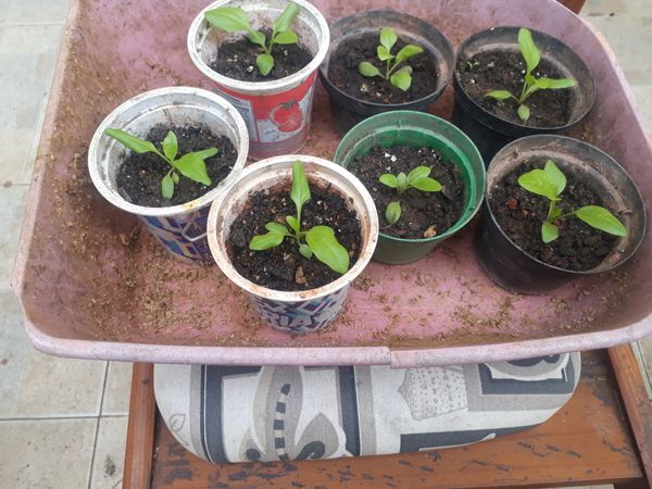 Identificação da planta Espinafre por foto