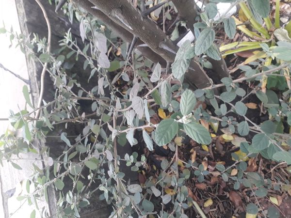 Identificação da planta Malva Branca por foto