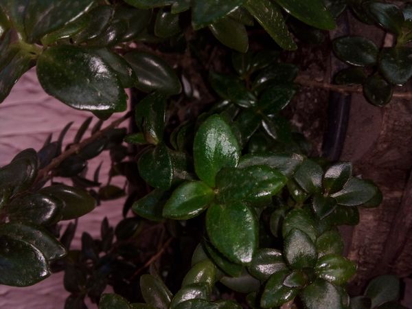 Identificação da planta Peixinho por foto