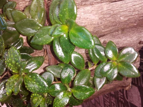 Identificação da planta Peixinho por foto
