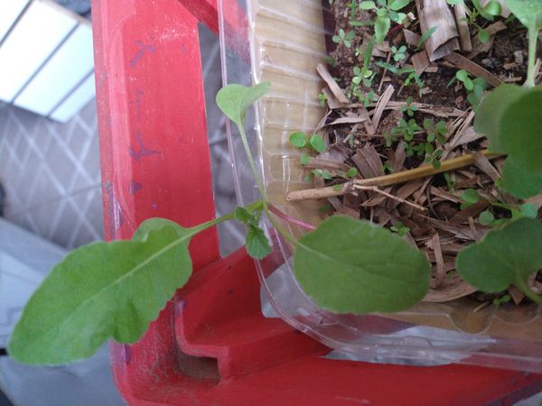 Identificação da planta Rábano por foto
