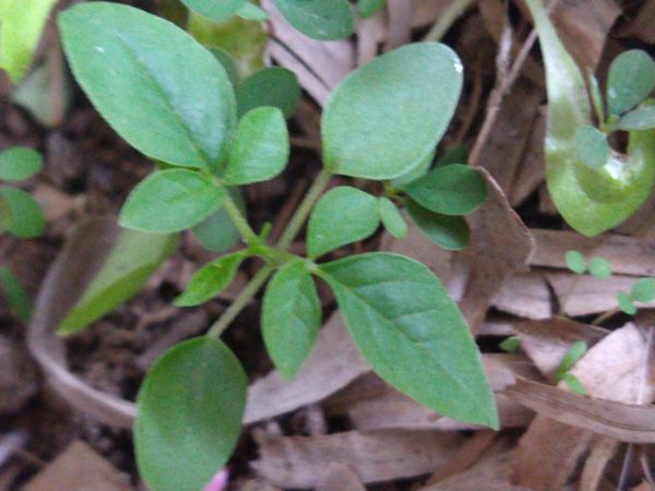Identificação da planta Vassourinha por foto