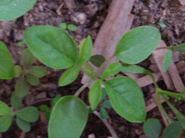Identificação da planta Vassourinha por foto