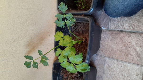 Identificação da planta Aipo por foto