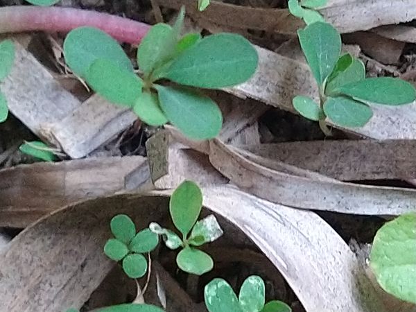 Identificação da planta Crotalária por foto