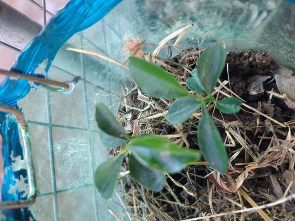 Identificação da planta Finger lime por foto