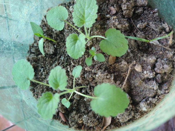 Identificação da planta Hortelã-anis por foto