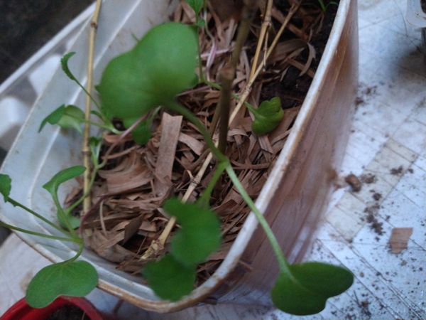 Identificação da planta Agrião por foto