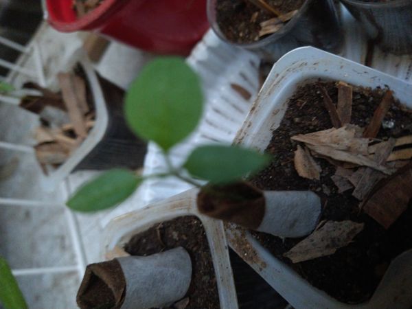 Identificação da planta Ponta-de-flecha por foto
