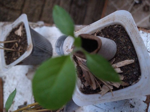 Identificação da planta Pimenta por foto