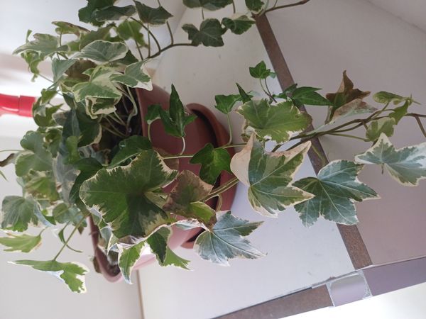 Identificação da planta Hera-argelina por foto