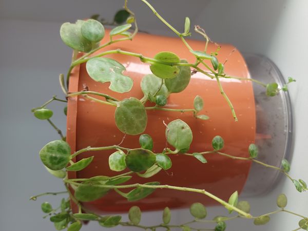 Identificação da planta Peperômia-melancia por foto