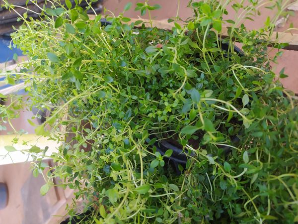 Identificação da planta Tomilho-limão por foto