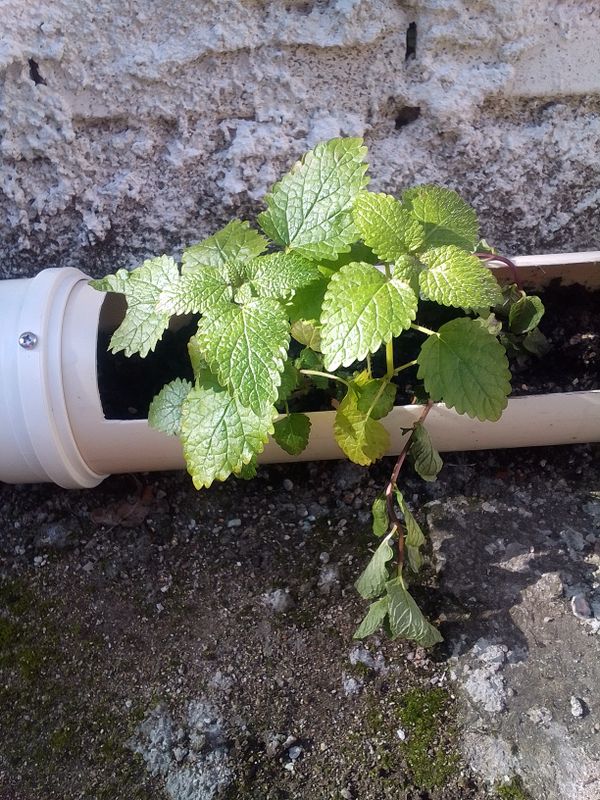 Identificação da planta Erva-cidreira por foto