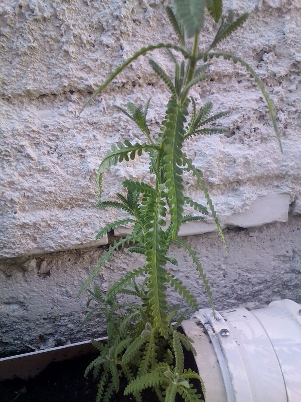 Identificação da planta Lavanda por foto