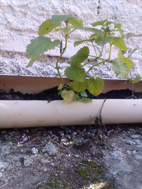 Identificação da planta Erva-cidreira por foto