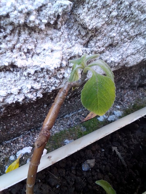 Identificação da planta Boldo-baiano por foto