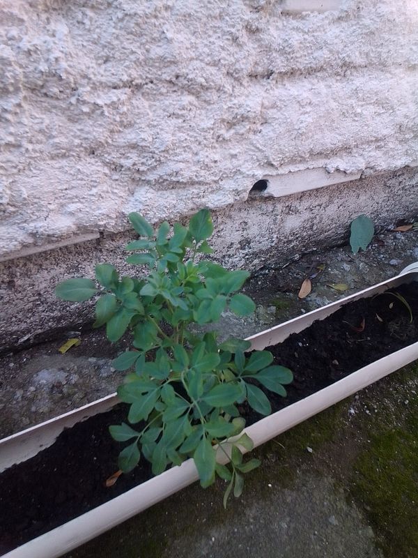 Identificação da planta Arruda por foto